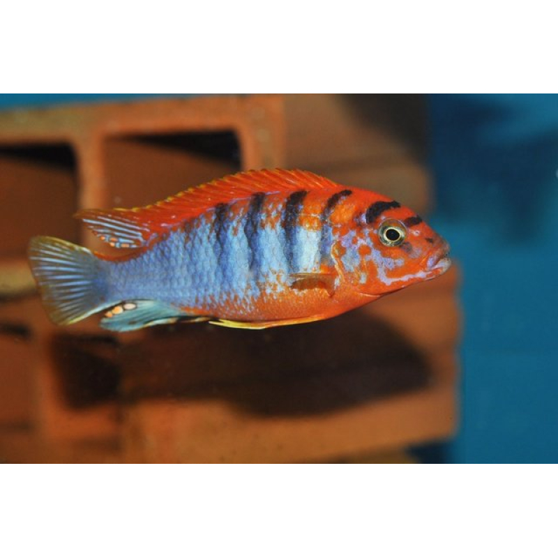 Labidochromis Hongi red top